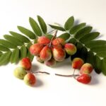 Sorbus domestica